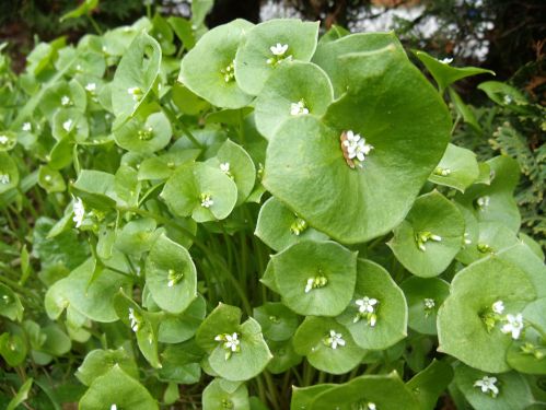 Claytonia perfoliata or Miner's Lettuce Photo by Maurie Kirschner